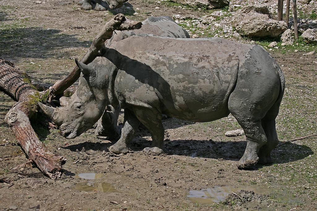 Zoo Schmiding 038.jpg